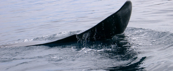 santurtzi avistamiento de ballenas