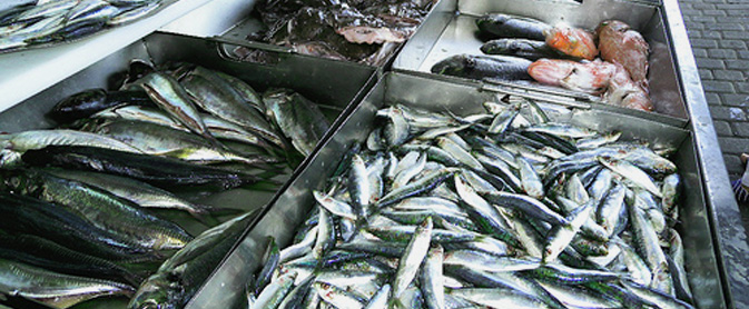 hogar del pescador pesca