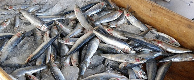 hogar del pescador sardinas